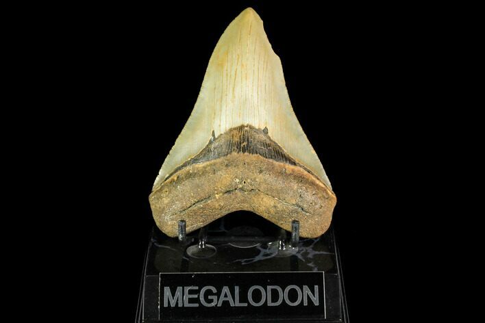 Serrated, Fossil Megalodon Tooth - North Carolina #147479